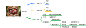 板栗生长过程