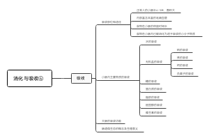 消化与吸收④