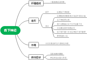 舌下神经