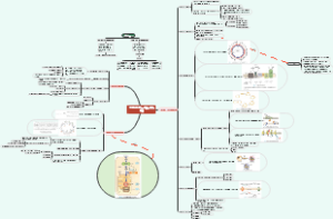 细胞生物学——线粒体与细胞的能量转换