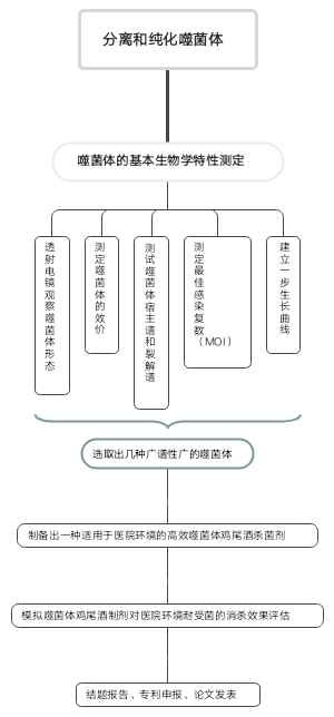 分离和纯化噬菌体