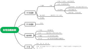 女性生殖系统