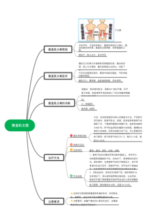 腹直肌