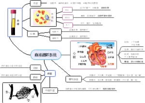血液循环系统