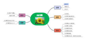 向日葵