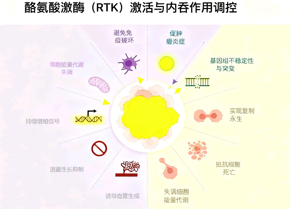 酪氨酸激酶激活调控图