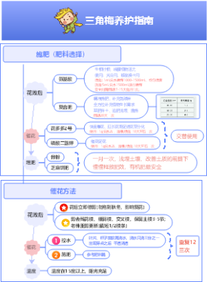 三角梅养护指南