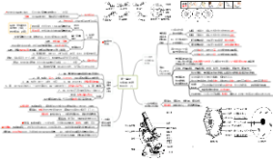 第一单元生物体的结构层次（1）