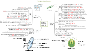 第一单元生物体的结构层次（2）