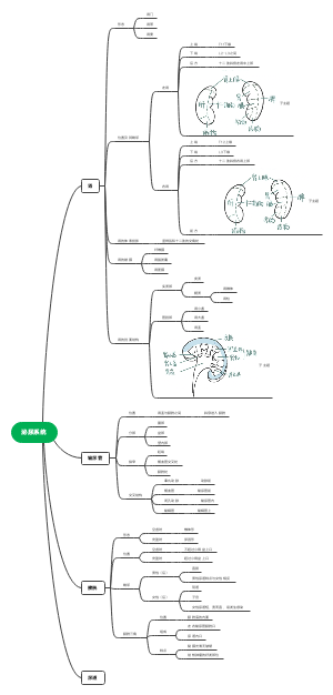 泌尿系统思维导图七下图片