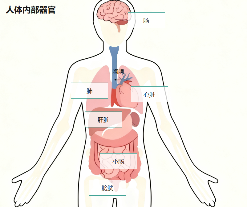 人体内部器官解剖示意图