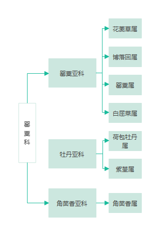 罂粟科组织架构图