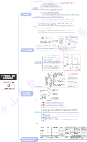DNA的结构及基因的本质