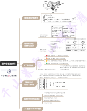 遗传学基础知识（孟德尔豌豆杂交实验）