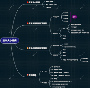 玉米大小斑病