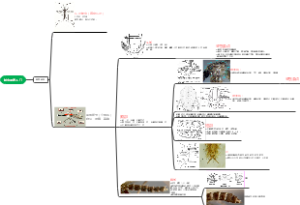 蚊虫鉴定入门