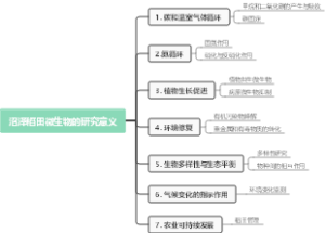 沼泽稻田微生物的研究意义