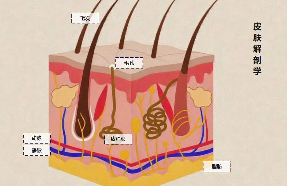 皮肤解剖学示意图