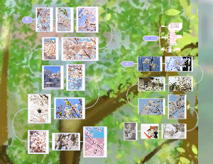 樱花