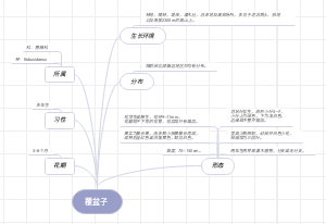 覆盆子