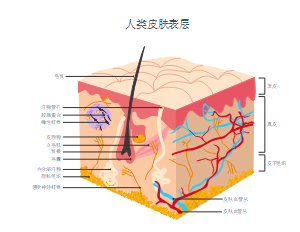 人类皮肤表层剖析图