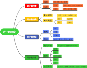中班班本课程《叶子的秘密》