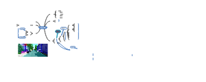 视觉_学习路线（只适竞赛）