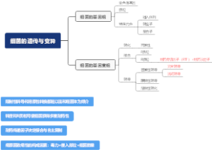 医学微生物学细菌的遗传与变异