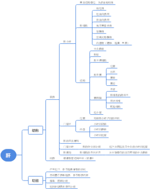 肝