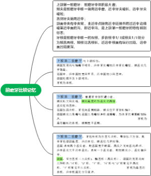 前磨牙及磨牙比较