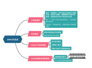 DNA的合成思维导图