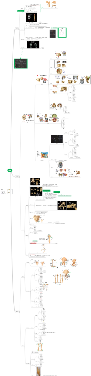第一章骨学
