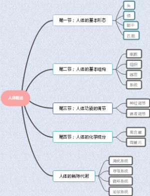 人体概述