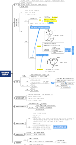 呼吸道病毒