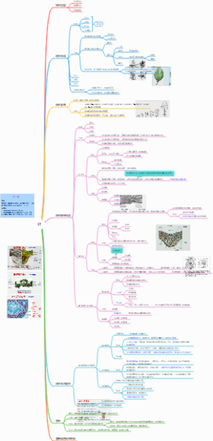 《植物学》-叶﻿思维导图