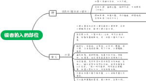 银杏的入药部位
