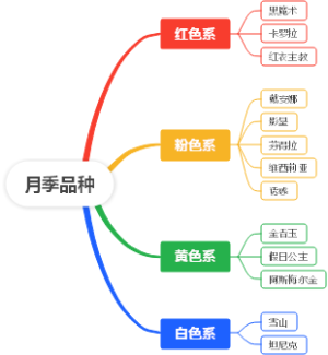 月季品种