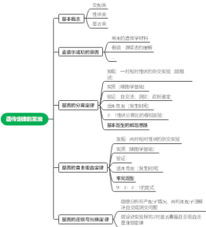 遗传因子的发型