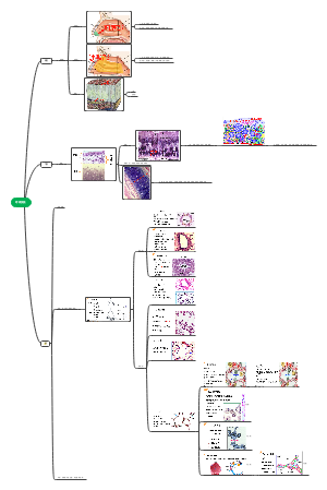 组织学与胚胎学 呼吸系统