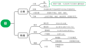 骨