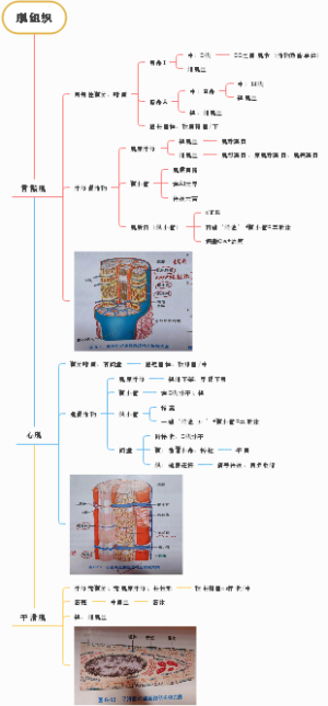 组织胚胎学之肌组织