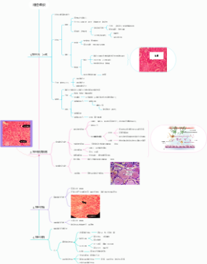 组胚之神经组织