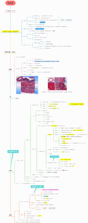 组织胚胎学 第十四章 消化管