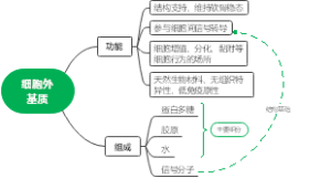 细胞外基质