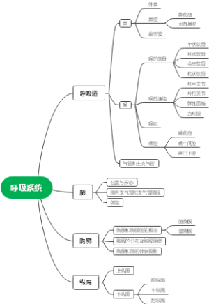 呼吸系统