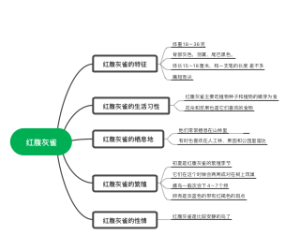 红腹灰雀