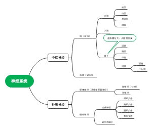 神经系统的思维导图