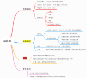 线粒体