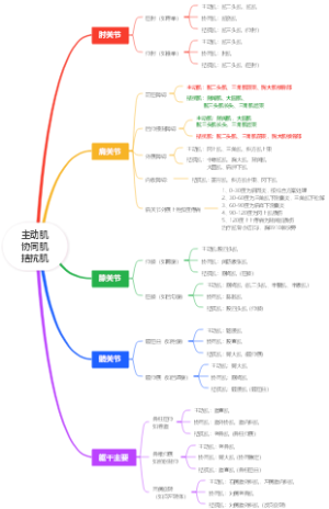主动肌协同肌拮抗肌
