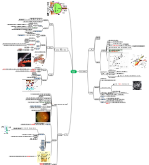 眼球的解剖学及组织学结构